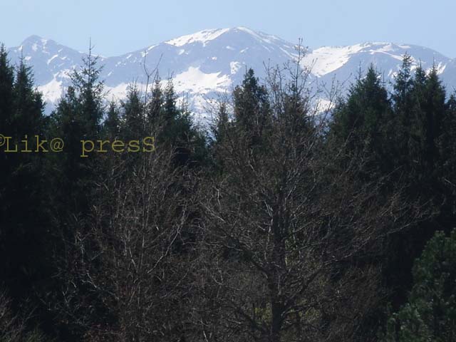 šuma